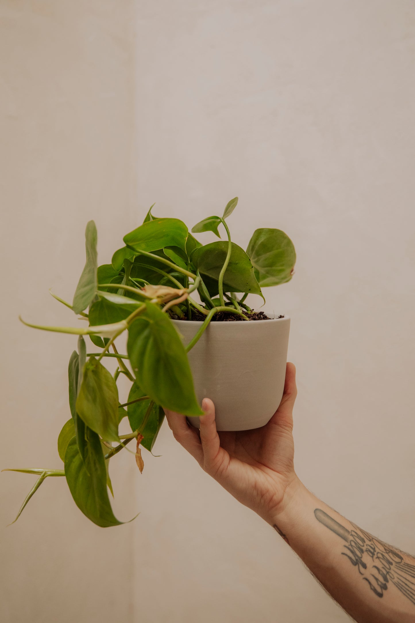 Vaso Wabi Sabi - A Beleza da Imperfeição com Argila Reciclada - CINZA